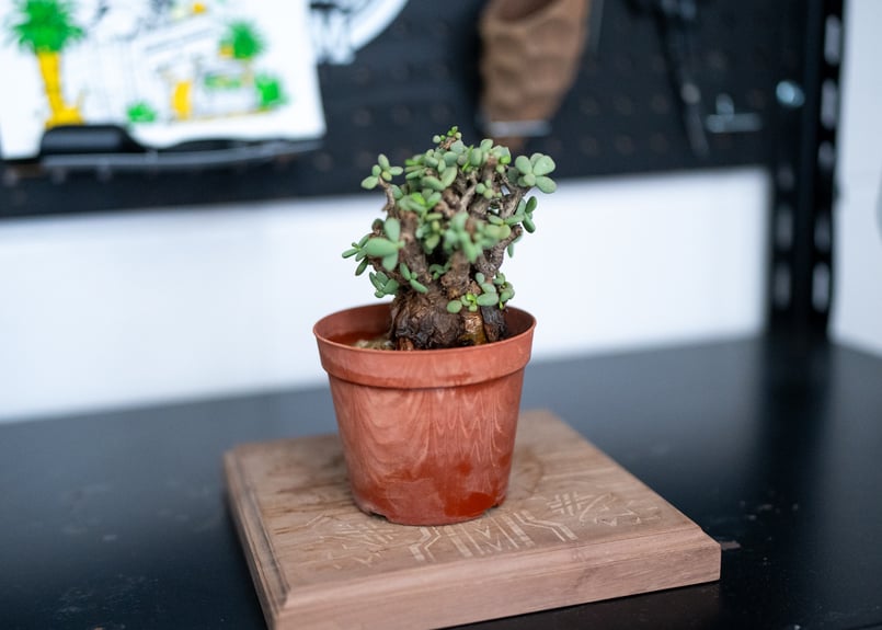 ケラリア ピグマエア 沖縄管理株 | mana's farm:塊根植物・アガベ