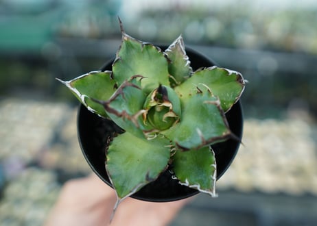 アガベ　チタノタ　黒鯨　Agave titanota black whales　No.6