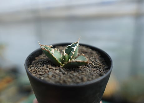 アガベ　チタノタ　狼人　agave titanota "狼人"　No.1