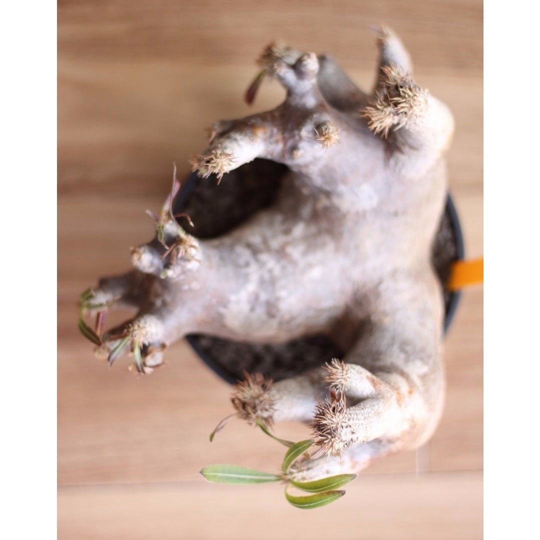 Pachypodium inopinatum パキポディウム イノピナツム 未発根 | m