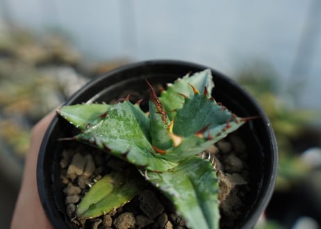 アガベ　チタノタ　ブルー　agave titanota Blue 　No.2