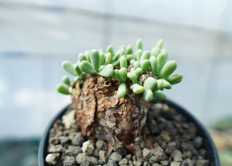 ケラリア　ピグマエア　Ceraria pygmaea  No.1
