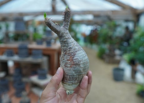 【抜き苗】パキポディウム　グラキリス　 Pachypodium Gracilius  No.7