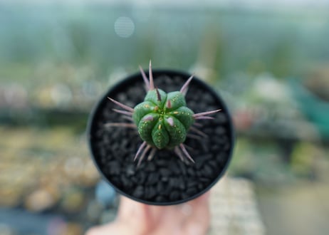 ユーフォルビア　フェロックス　Euphorbia ferox