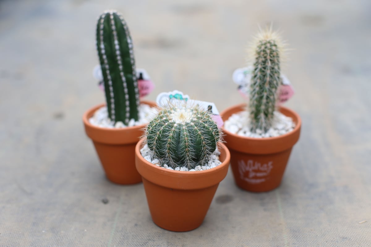 サボテン サボテン メロカクタス マタンザヌス 多肉植物 4号/1個売り さぼてん