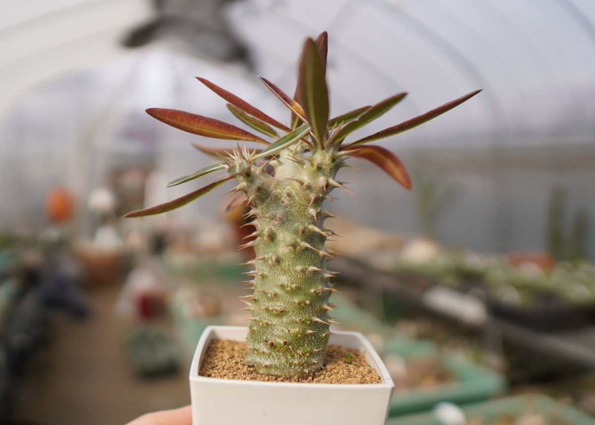 パキポディウム 伊藤ハイブリッド | mana's farm:塊根植物・アガベ