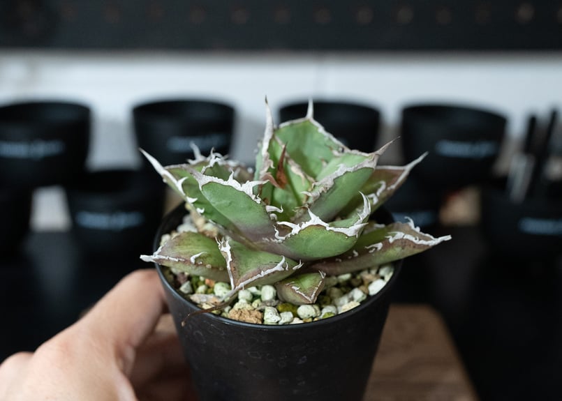 アガベ チタノタ FO76 沖縄管理株 | mana's farm:塊根植物・アガベ