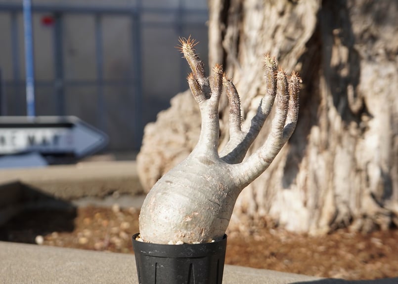 パキポディウム グラキリス No.2 | mana's farm:塊根植物・アガベ