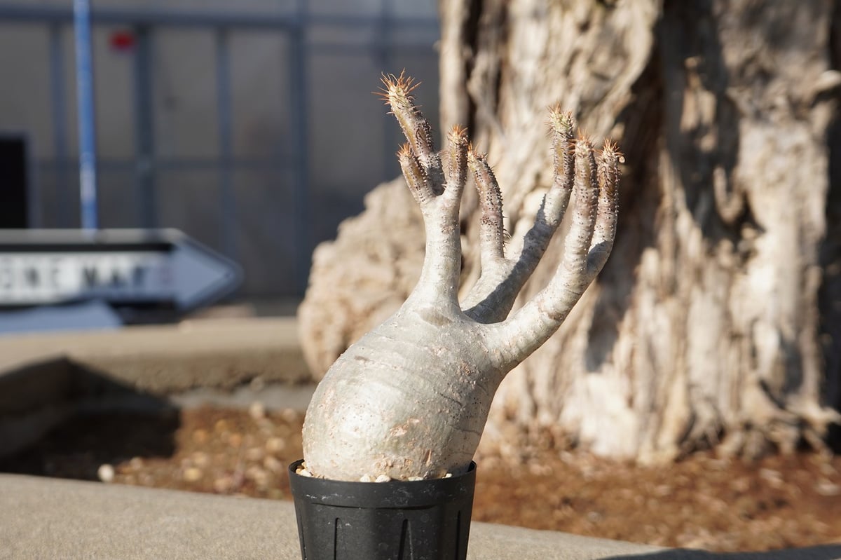 パキポディウム グラキリス No.2 | mana's farm:塊根植物・アガベ