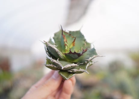 agave titanota  FO-76　No.2