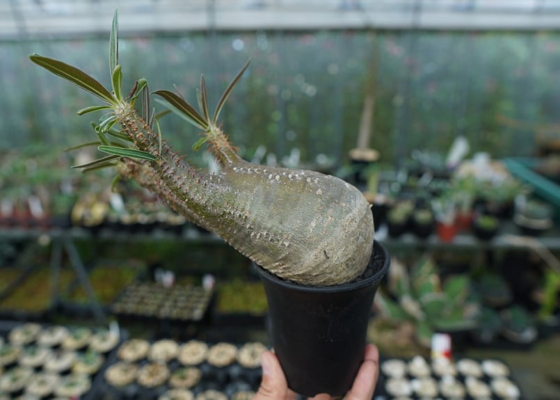 パキポディウム グラキリス Pachypodium gracilius No.2 | mana