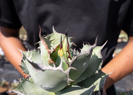 Agave Titanota
