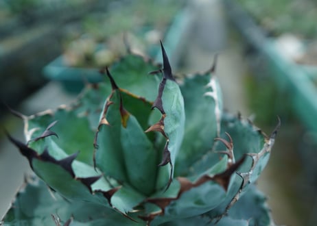 アガベ　チタノタ　 ブラックアンドブルー 　Agave titanota black and blue　No.3
