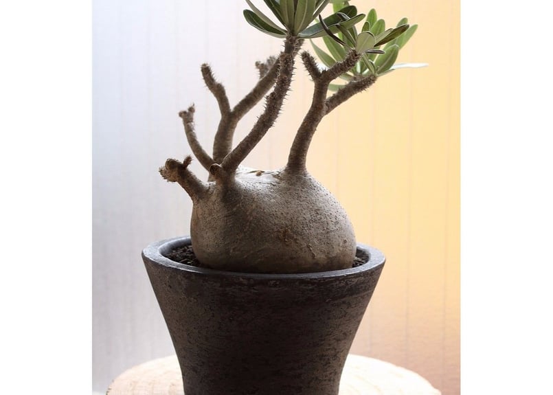 パキポディウム グラキリス 白肌 | mana's farm:塊根植物・アガベ