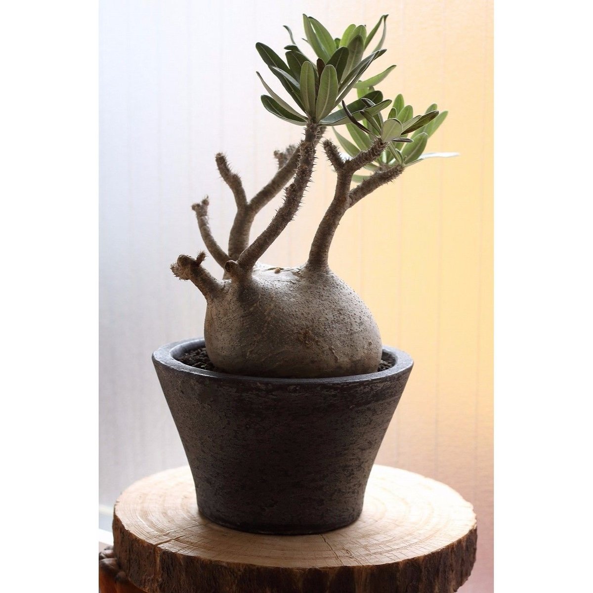 グラキリス　現地球　白肌　シルバー肌 パキポディウム グラキリス 白肌 | mana's farm:塊根植物・アガベ