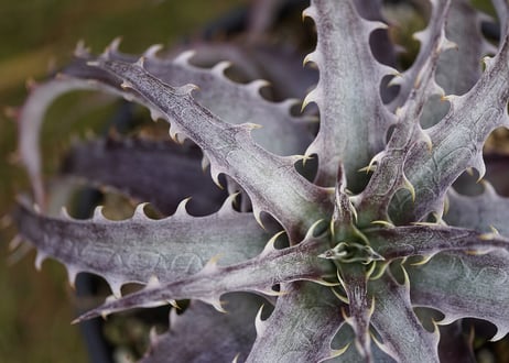 Dyckia Hulk