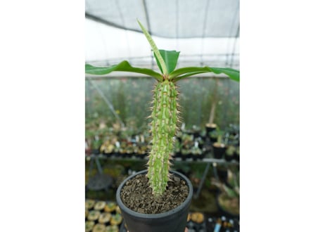 ユーフォルビア　ピグエリー　Euphorbia viguieri