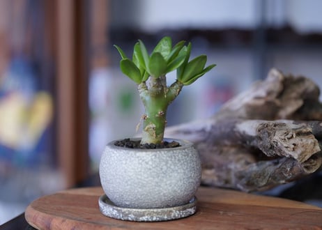 Tylecodon paniculatus