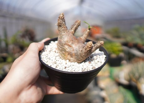 パキポディウム マカイエンセ　Pachypodium makayense　No.2