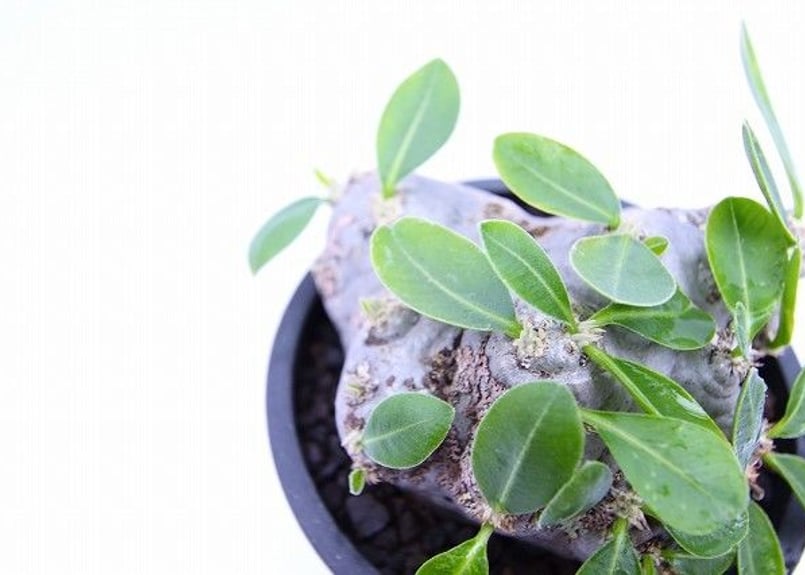 塊根植物 良形　恵比寿笑　イーヴィックス鉢付き 塊根植物 良形 恵比寿笑 イーヴィックス鉢付き 塊根植物 良形 恵比寿笑