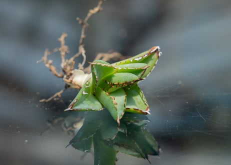 アガベ フィリグリー カキコ株