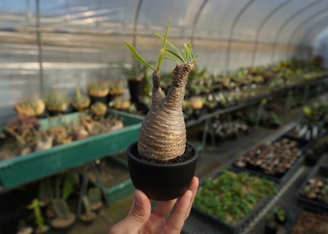 パキポディウム　グラキリス　 Pachypodium Gracilius  No.4