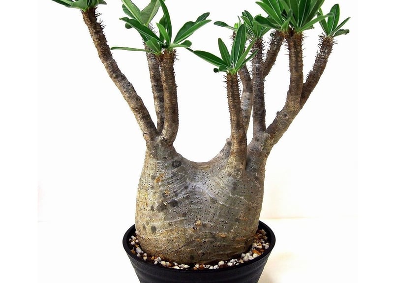 ぴっころです。 グラキリス Pachypodium gracilius ⑤ Pachypodium Gracilius パキポディウム グラキリス №6 | mana