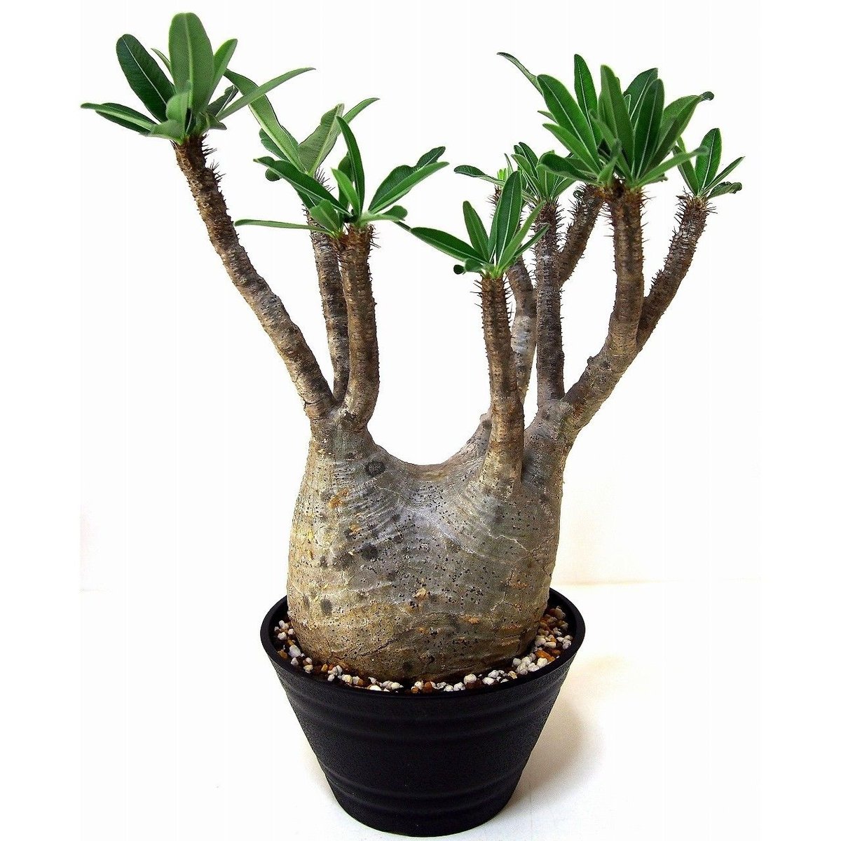 Pachypodium Gracilius パキポディウム グラキリス №6 | mana