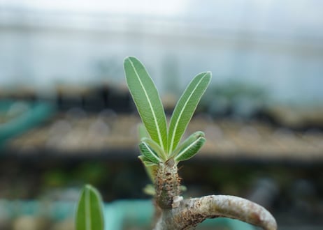 パキポディウム　グラキリス　 Pachypodium Gracilius  No.2