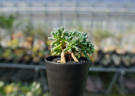 トリコディアデマ　デンサム　Trichodiadema densum