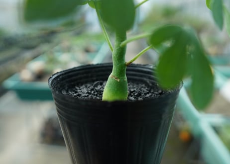 アデニア　グラウカ　Adenia glauca  No.4