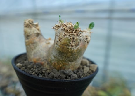 パキポディウム　エブレネウム　Pachypodium eburneum　No.2