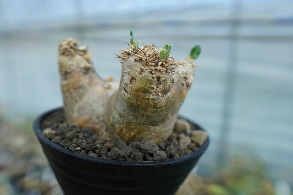 パキポディウム エブレネウム Pachypodium eburneum ② パキポディウム エブレネウム Pachypodium eburneum No.2 | mana