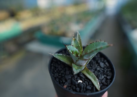 アガベ　チタノタ　 ブラックアンドブルー 　Agave titanota black and blue　No.2