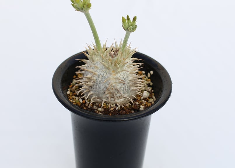 パキポディウム 恵比寿笑い クリーム花 no.2 1/24撮影 | mana's farm: