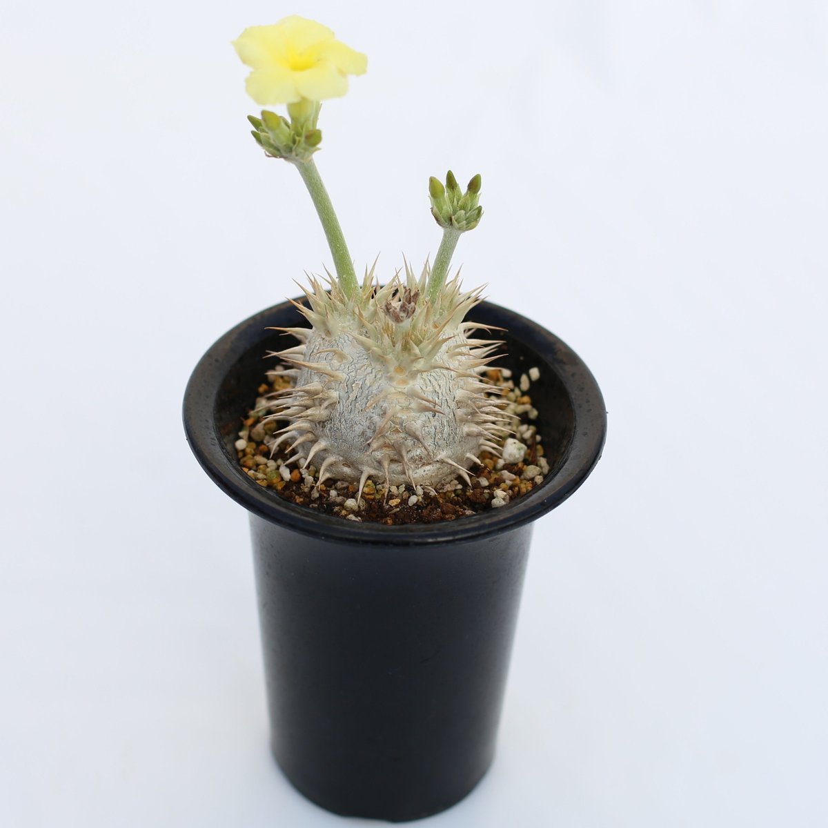 パキポディウム 恵比寿笑い クリーム花 no.2 1/24撮影 | mana's farm: