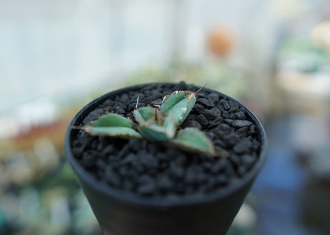 アガベ　チタノタ　 ブラックアンドブルー 　Agave titanota black and blue　No.7