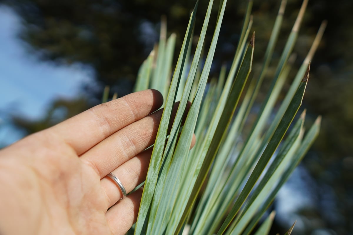 ユッカ ロストラータ No.4 | mana's farm:塊根植物・アガベ・ドライ