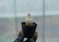 ダシリリオン ウィーレリー | mana's farm:塊根植物・アガベ・ドライ