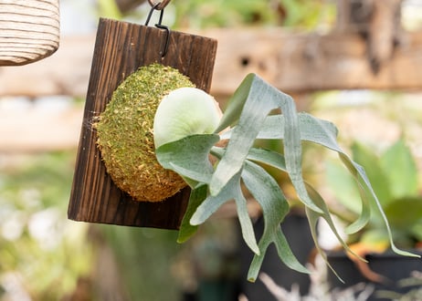 P. bifurcatum sp.white (TC)
