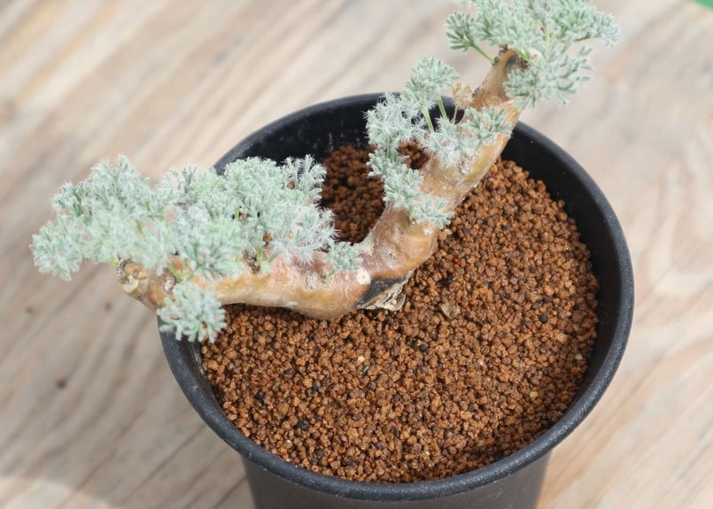 サルコカウロン ムルチフィズム | mana's farm:塊根植物・アガベ