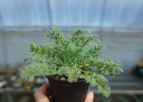 ペラルゴニウム　アッペンディクラツム　Pelargonium appendiculatum　C14