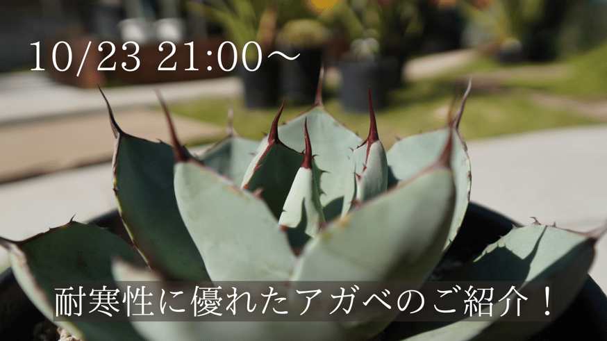 ドライガーデンにも使える耐寒性に優れたアガベ！ | mana's farm:塊根