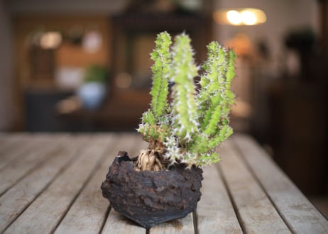 ユーフォルビア ノベリー　Euphorbia knobelii