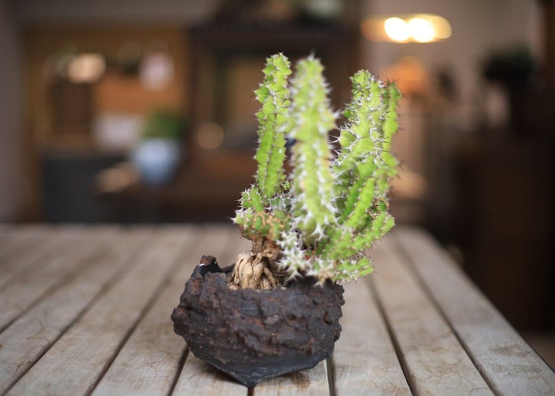 ユーフォルビア ノベリー Euphorbia knobelii | mana's farm:塊