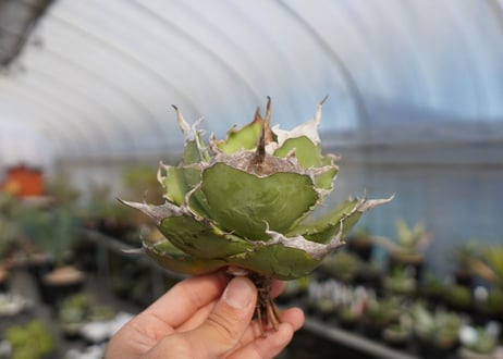 agave titanota 獅子光　lion light No.4