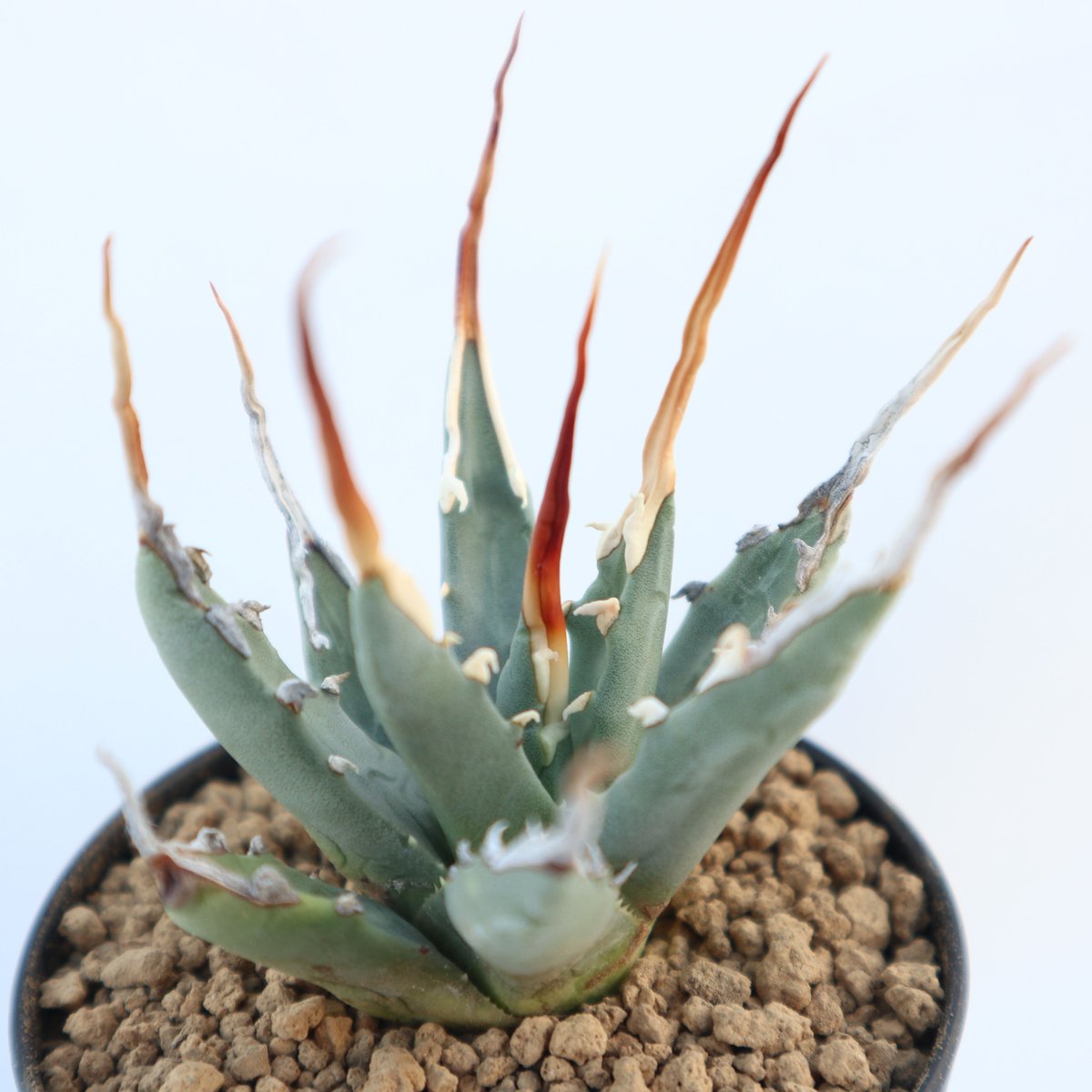 168 アガベ ユタエンシス エボリスピナ 丸型