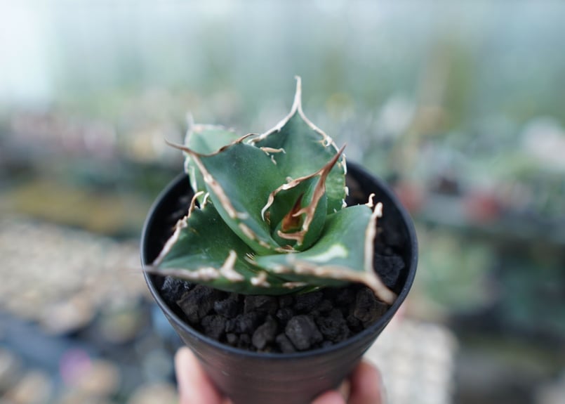 アガベ チタノタ 白鯨 Agave titanota White whale No.2 | m