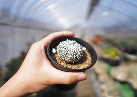 アストロフィツム　スーパー兜 Astrophytum asterias 'Super Kabuto'　No.1
