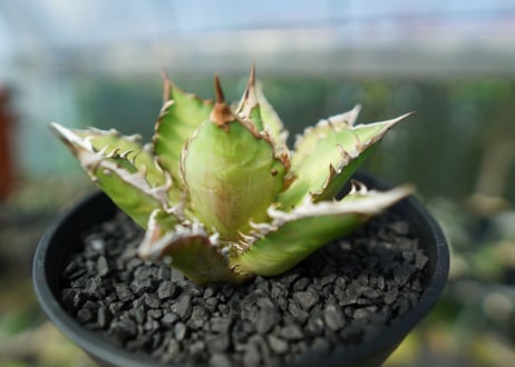 アガベ　チタノタ　レッドキャットウィーズル　Agave titanota Red catweezle　No.5
